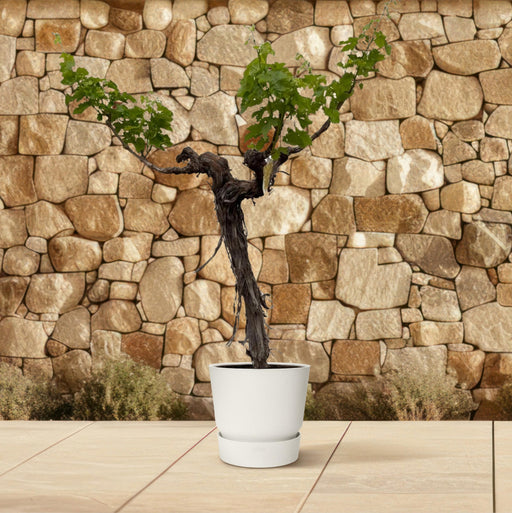 Everyplants - Vitis Vinifera - Druivenboom op Stam Vertakt - 200 cm - Bivakshop