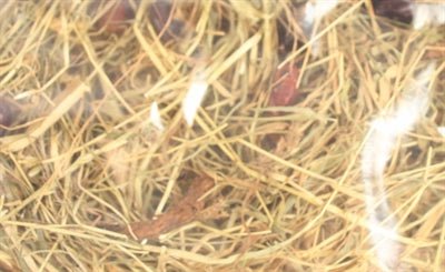 Excellent - Kruidenhooi Rozenbottel en Mint - 500 gr - Bivakshop