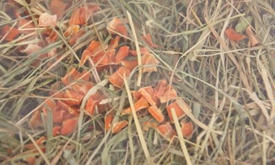 Excellent - Kruidenhooi Wortel en Echinacea - 500 gr - Bivakshop