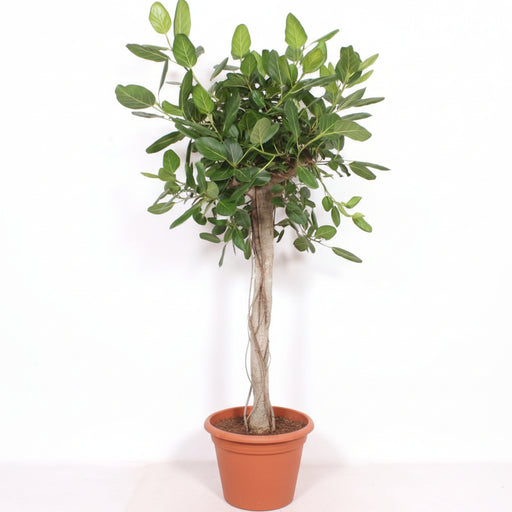 Ficus Benghalensis Boom De Luxe – Grote Kamerplant – 200 cm – Luxe & Vol Groen - Bivakshop