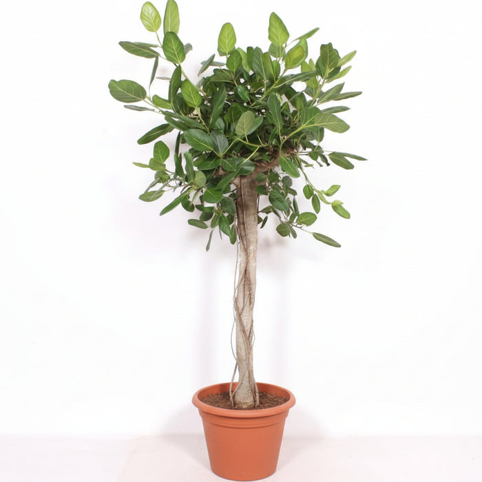 Ficus Benghalensis Boom De Luxe – Grote Kamerplant – 200 cm – Luxe & Vol Groen - Bivakshop