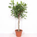Ficus Benghalensis Boom De Luxe – Grote Kamerplant – 200 cm – Luxe & Vol Groen - Bivakshop