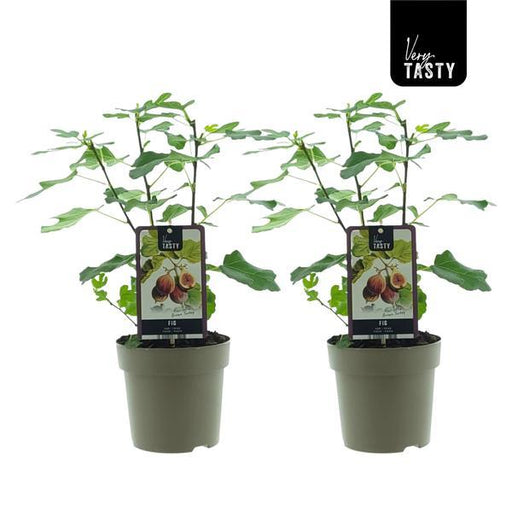 Ficus ‘Brown Turkey’ – Winterharde Vijg – 2 Stuks – Ø15 cm – ↕40 cm - Bivakshop