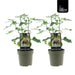 Ficus ‘Brown Turkey’ – Winterharde Vijg – 2 Stuks – Ø15 cm – ↕40 cm - Bivakshop