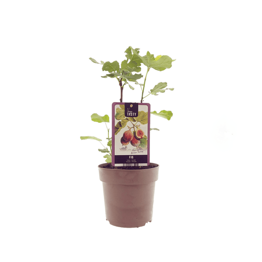 Ficus ‘Brown Turkey’ – Winterharde Vijg – Ø15 cm – ↕40 cm - Bivakshop