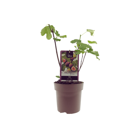 Ficus carica 'Bornholm' - Winterharde Vijg - Ø15 cm - ↕40 cm - Bivakshop