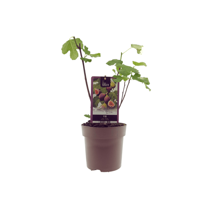 Ficus carica 'Bornholm' - Winterharde Vijg - Ø15 cm - ↕40 cm - Bivakshop