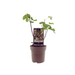 Ficus carica 'Bornholm' - Winterharde Vijg - Ø15 cm - ↕40 cm - Bivakshop