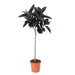 Ficus Elastica Abidjan op Stam – Stijlvolle Kamerplant – 130 cm – Diep Donkergroen - Bivakshop