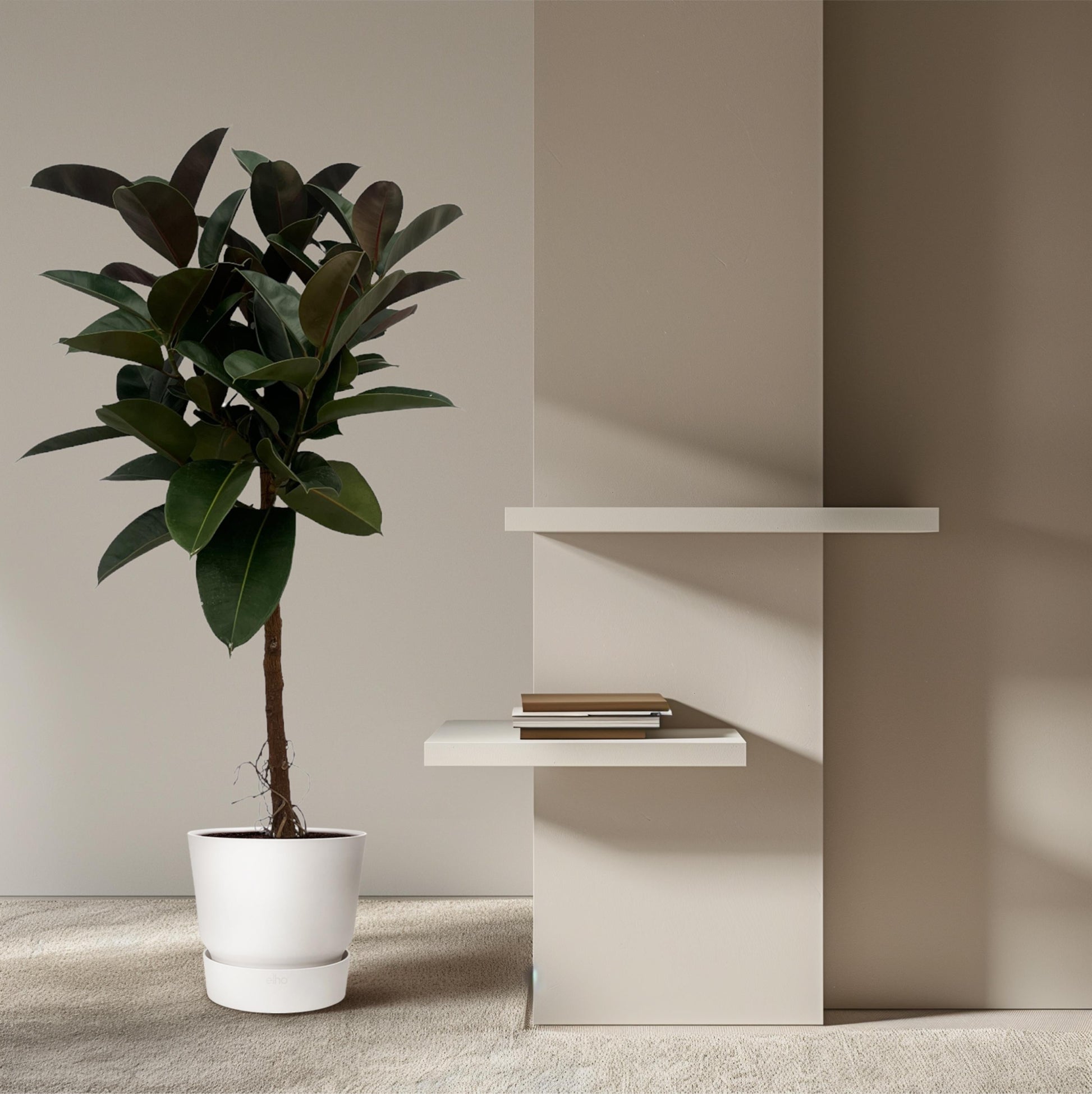 Ficus elastica robusta stam - 140 cm - Ø32 cm - Bivakshop