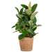 Ficus Elastica Robusta XL - Met Mand Torun - 90 cm - Ø27 cm - Stoer & Stijlvol - Bivakshop