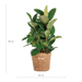 Ficus Elastica Robusta XL - Met Mand Torun - 90 cm - Ø27 cm - Stoer & Stijlvol - Bivakshop