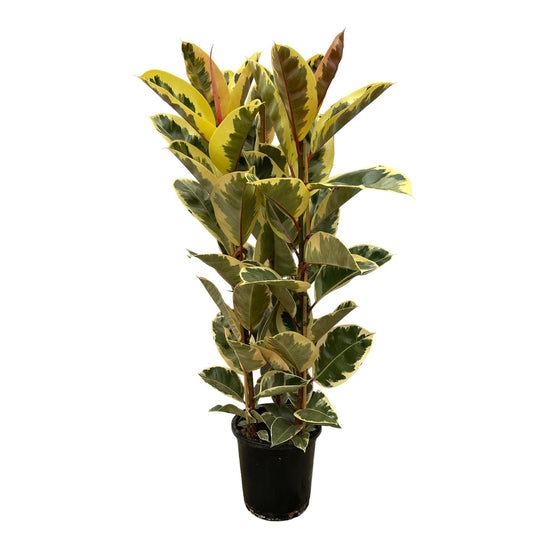 Ficus elastica tineke struik - 160 cm - Ø28cm - Bivakshop