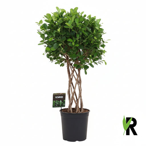 Ficus Moclame op Gevlochten Stam – Luxe Kamerplant – 120 cm – Stijlvol & Vol Groen - Bivakshop