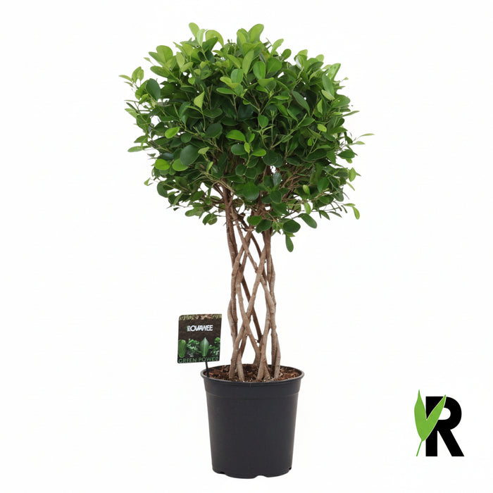 Ficus Moclame op Gevlochten Stam – Luxe Kamerplant – 120 cm – Stijlvol & Vol Groen - Bivakshop