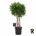 Ficus Moclame op Gevlochten Stam – Luxe Kamerplant – 120 cm – Stijlvol & Vol Groen - Bivakshop
