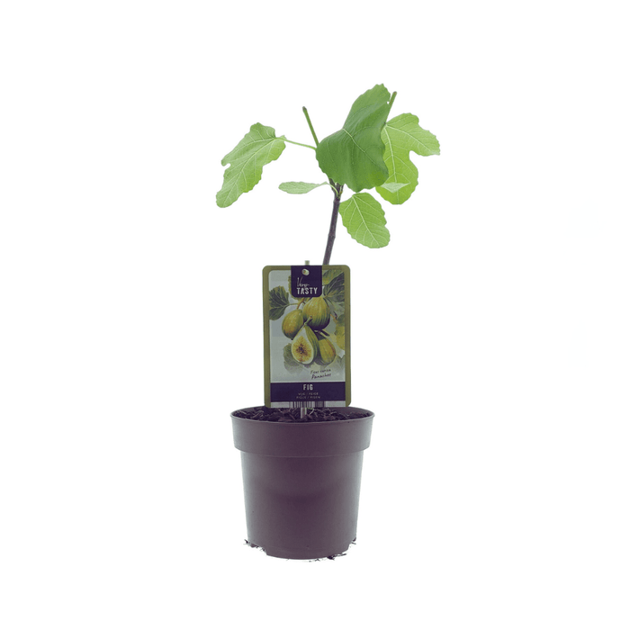Ficus ‘Panachée’ – Gestreepte Tijgervijg – Ø15 cm – ↕40 cm - Bivakshop