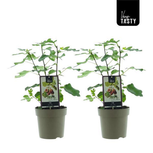 Ficus ‘Précose de Dalmatie’ – Winterharde Vijg – 2 Stuks – Ø15 cm – ↕40 cm - Bivakshop