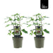 Ficus ‘Précose de Dalmatie’ – Winterharde Vijg – 2 Stuks – Ø15 cm – ↕40 cm - Bivakshop