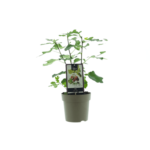 Ficus ‘Précose de Dalmatie’ – Winterharde Vijg – Ø15 cm – ↕40 cm - Bivakshop