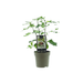 Ficus ‘Précose de Dalmatie’ – Winterharde Vijg – Ø15 cm – ↕40 cm - Bivakshop