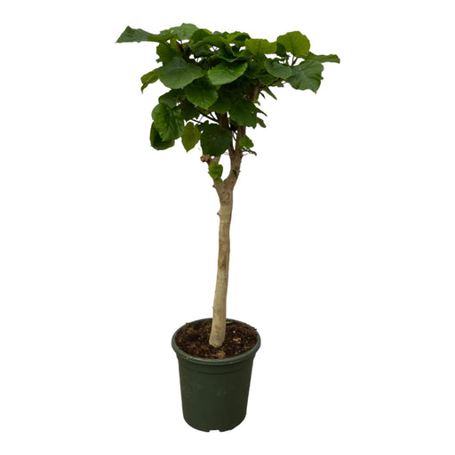 Ficus umbellata stam - 130 cm - Ø33 cm - Bivakshop