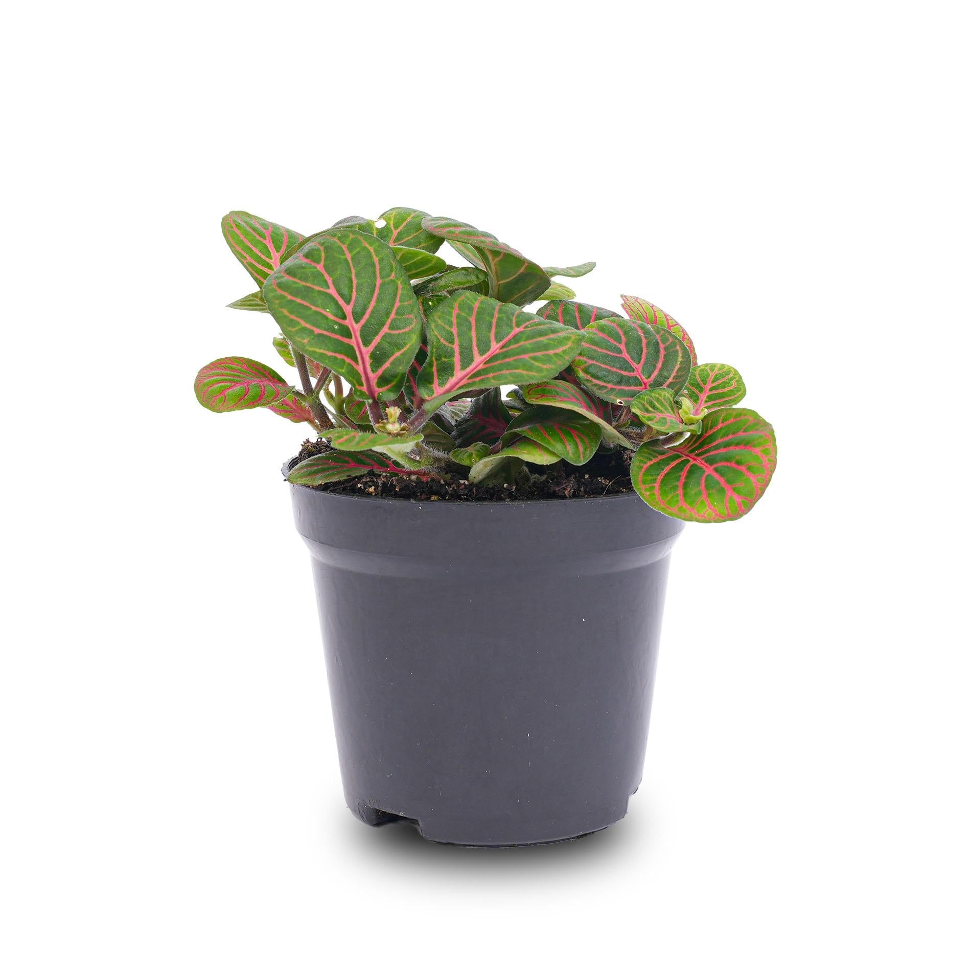 Fittonia 'Bubble Red' – Mozaïekplant – Potmaat 8 - Bivakshop