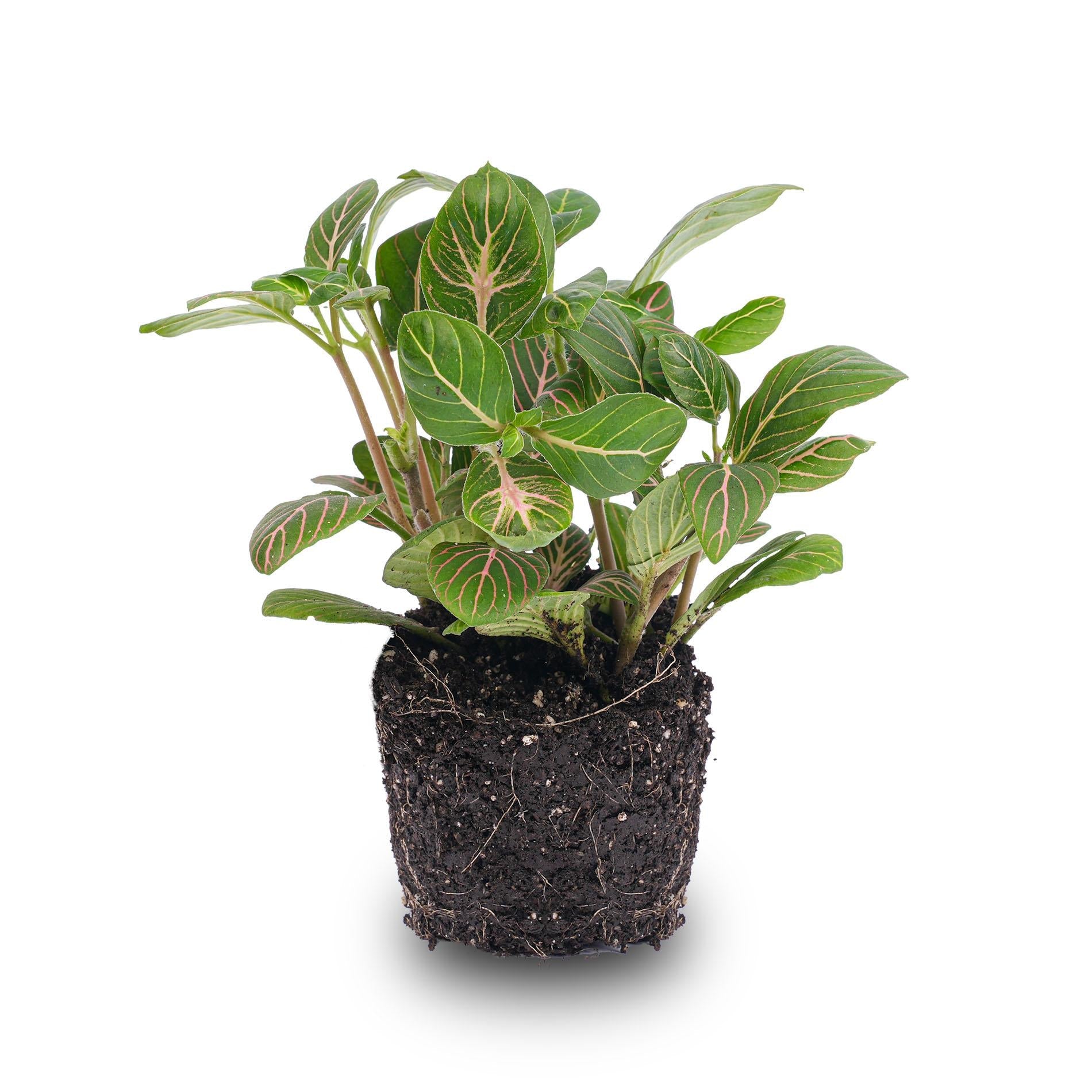 Fittonia Joly Josan – Mozaïekplant – Potmaat 8,5 – Rood en Groen - Bivakshop