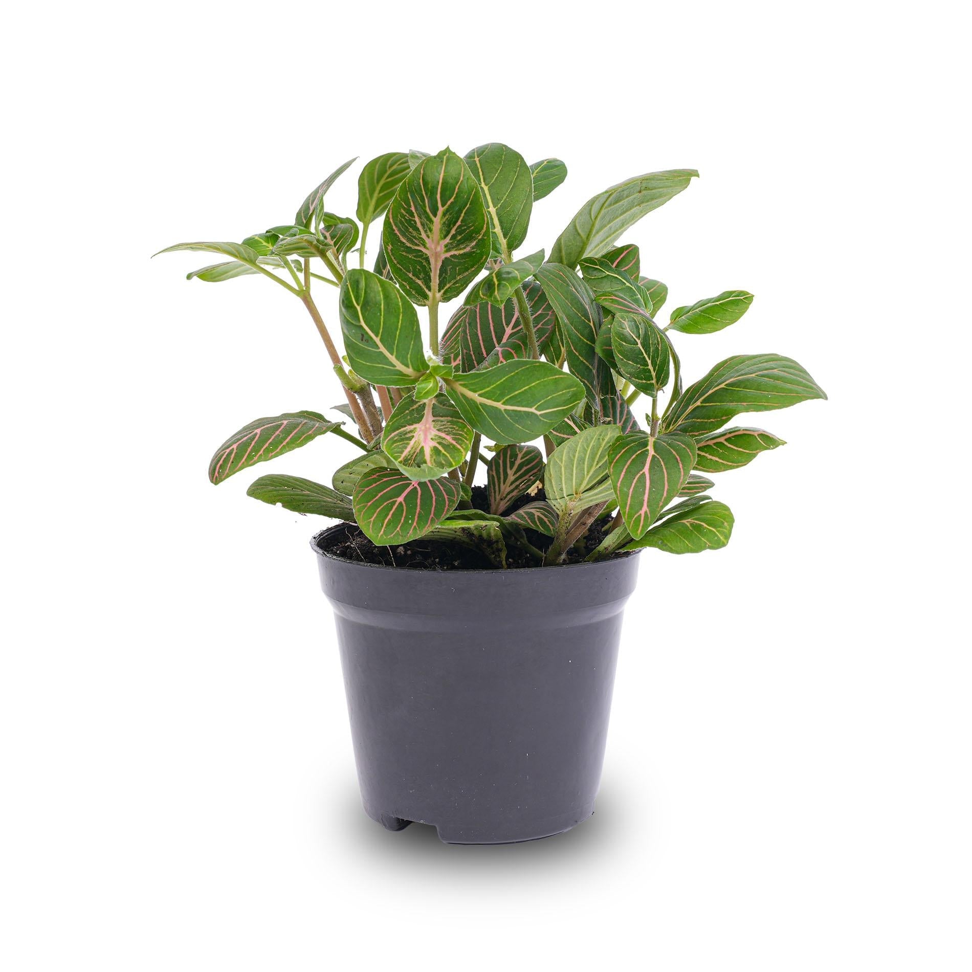 Fittonia Joly Josan – Mozaïekplant – Potmaat 8,5 – Rood en Groen - Bivakshop