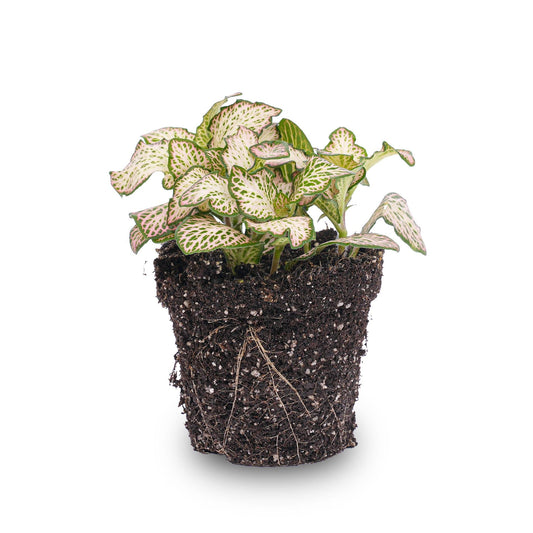 Fittonia Pink Tiger – Mozaïekplant – Potmaat 8,5 – Roze, Wit en Groen - Bivakshop