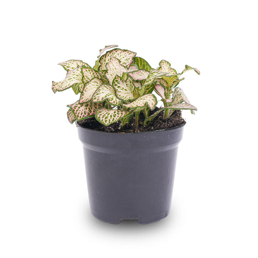 Fittonia Pink Tiger – Mozaïekplant – Potmaat 8,5 – Roze, Wit en Groen - Bivakshop