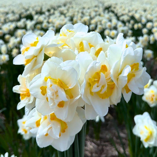 Flowerbulbs Amsterdam - Salou - 10 bloembollen - Maat 12/14 - Bivakshop
