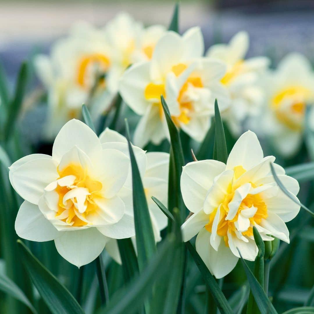 Flowerbulbs Amsterdam - Salou - 10 bloembollen - Maat 12/14 - Bivakshop
