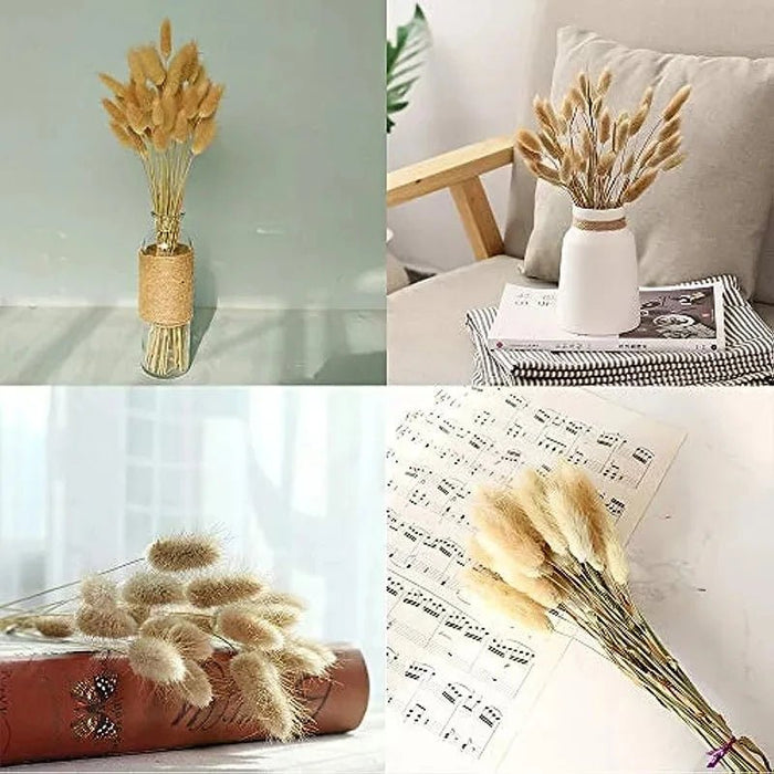 Gedroogd Bunny Tail Grass (50 Stuks) – Fluffy Hazenstaartjes – Natuurlijke Boho & Bruiloft Decoratie - Bivakshop