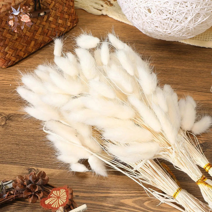 Gedroogd Bunny Tail Grass (50 Stuks) – Fluffy Hazenstaartjes – Natuurlijke Boho & Bruiloft Decoratie - Bivakshop