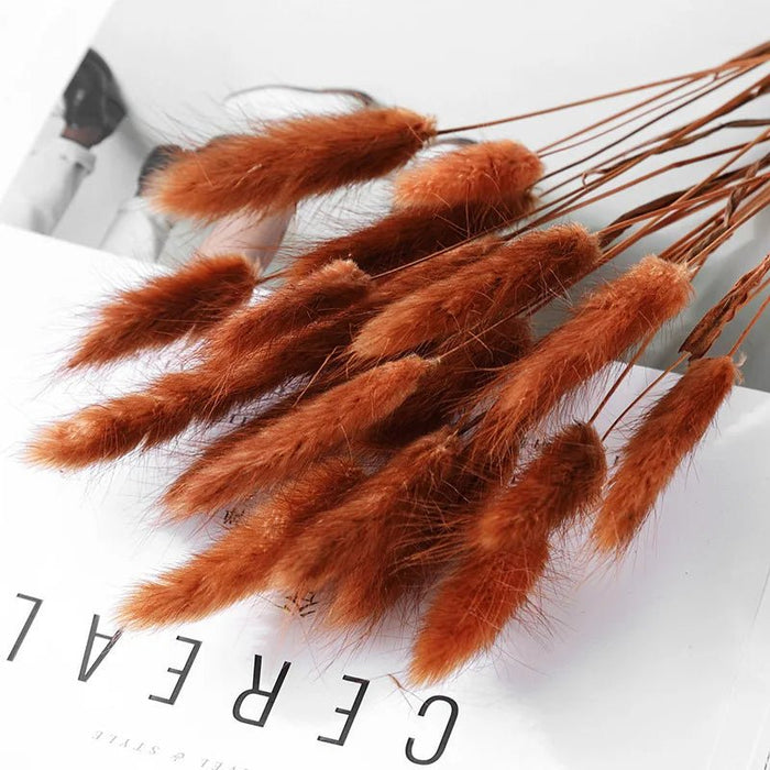 Gedroogd Bunny Tail Grass (50 Stuks) – Fluffy Hazenstaartjes – Natuurlijke Boho & Bruiloft Decoratie - Bivakshop