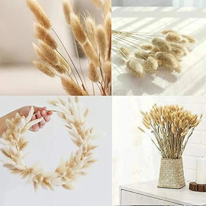 Gedroogd Bunny Tail Grass (50 Stuks) – Fluffy Hazenstaartjes – Natuurlijke Boho & Bruiloft Decoratie - Bivakshop