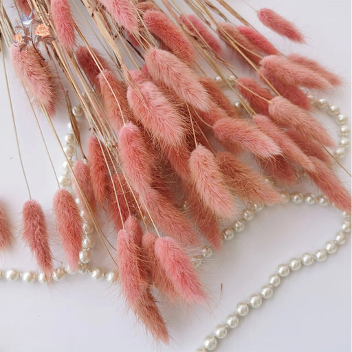 Gedroogd Bunny Tail Grass (50 Stuks) – Fluffy Hazenstaartjes – Natuurlijke Boho & Bruiloft Decoratie - Bivakshop