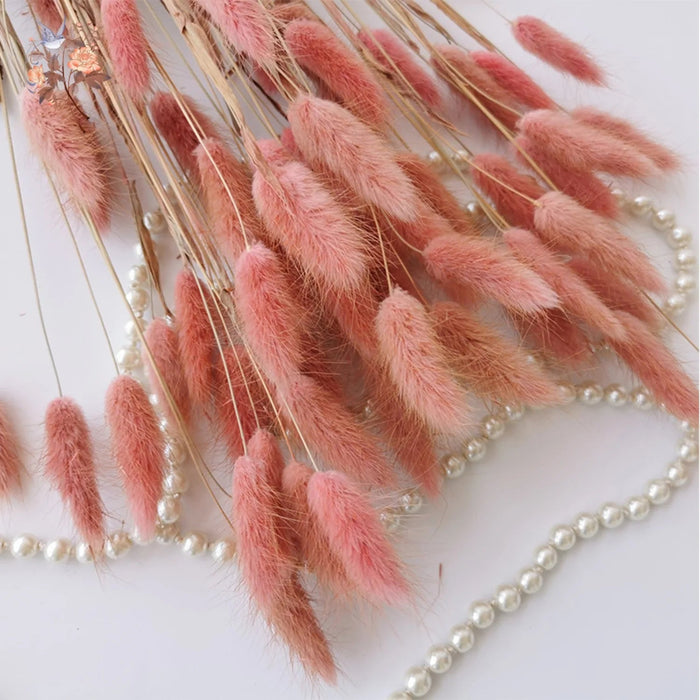 Gedroogd Bunny Tail Grass (50 Stuks) – Fluffy Hazenstaartjes – Natuurlijke Boho & Bruiloft Decoratie - Bivakshop