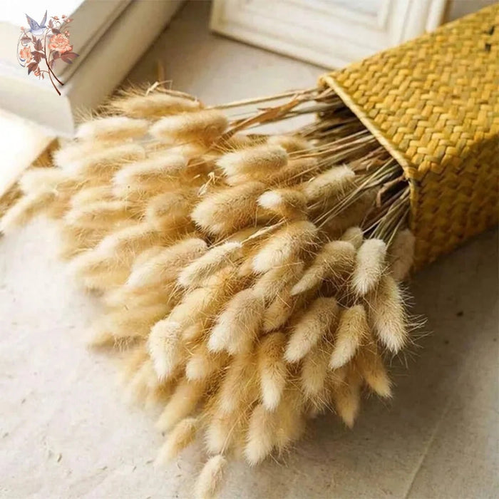 Gedroogd Bunny Tail Grass (50 Stuks) – Fluffy Hazenstaartjes – Natuurlijke Boho & Bruiloft Decoratie - Bivakshop