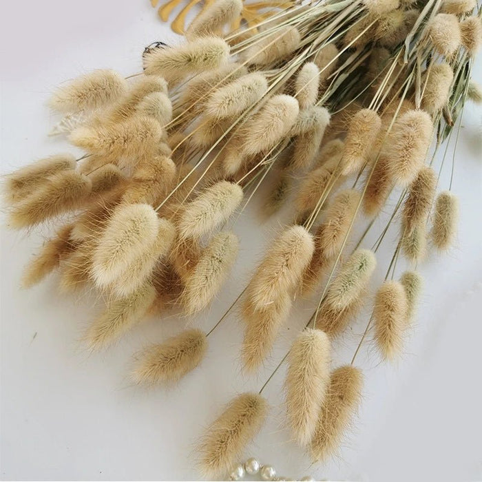 Gedroogd Bunny Tail Grass (50 Stuks) – Fluffy Hazenstaartjes – Natuurlijke Boho & Bruiloft Decoratie - Bivakshop