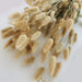 Gedroogd Bunny Tail Grass (50 Stuks) – Fluffy Hazenstaartjes – Natuurlijke Boho & Bruiloft Decoratie - Bivakshop