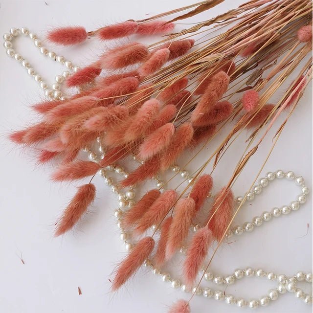 Gedroogd Bunny Tail Grass (50 Stuks) – Fluffy Hazenstaartjes – Natuurlijke Boho & Bruiloft Decoratie - Bivakshop