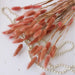 Gedroogd Bunny Tail Grass (50 Stuks) – Fluffy Hazenstaartjes – Natuurlijke Boho & Bruiloft Decoratie - Bivakshop