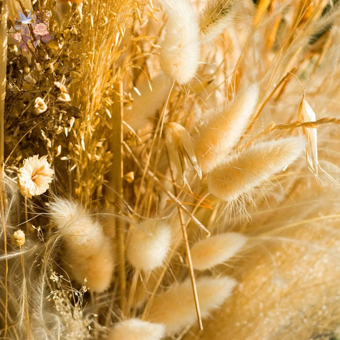 Gedroogd Bunny Tail Grass (50 Stuks) – Fluffy Hazenstaartjes – Natuurlijke Boho & Bruiloft Decoratie - Bivakshop