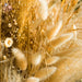 Gedroogd Bunny Tail Grass (50 Stuks) – Fluffy Hazenstaartjes – Natuurlijke Boho & Bruiloft Decoratie - Bivakshop