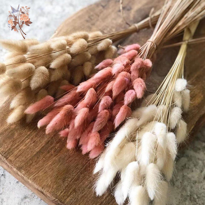 Gedroogd Bunny Tail Grass (50 Stuks) – Fluffy Hazenstaartjes – Natuurlijke Boho & Bruiloft Decoratie - Bivakshop