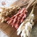 Gedroogd Bunny Tail Grass (50 Stuks) – Fluffy Hazenstaartjes – Natuurlijke Boho & Bruiloft Decoratie - Bivakshop