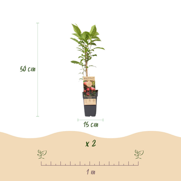 Green Boutiq - Actinidia Deliciosa Ken's Red - Rode Kiwi - 2 Stuks - Ø 15 cm - 50 cm - Bivakshop