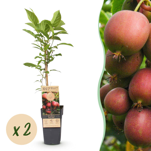 Green Boutiq - Actinidia Deliciosa Ken's Red - Rode Kiwi - 2 Stuks - Ø 15 cm - 50 cm - Bivakshop
